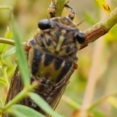 Galanga labeculata at Isaacs Ridge - 29 Dec 2020 12:17 PM