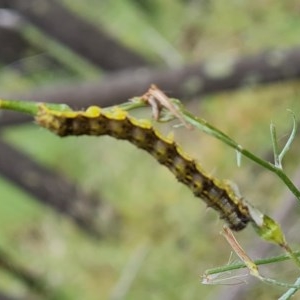 Helicoverpa (genus) at Isaacs, ACT - 29 Dec 2020