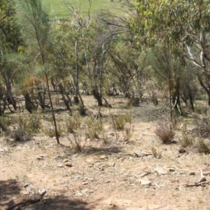 Stypandra glauca at Nangus, NSW - 22 Oct 2014