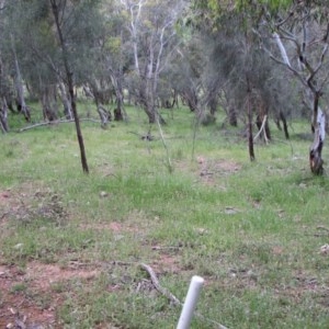 Stypandra glauca at Nangus, NSW - 23 Oct 2016