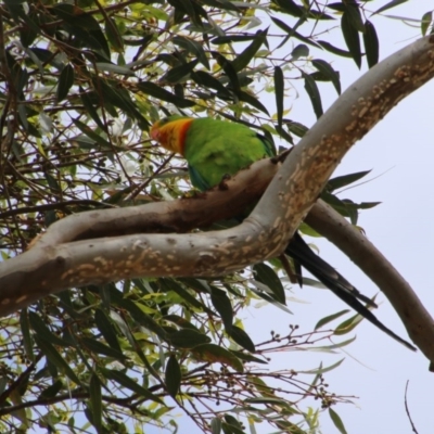 Polytelis swainsonii (Superb Parrot) at Hughes Grassy Woodland - 29 Dec 2020 by LisaH