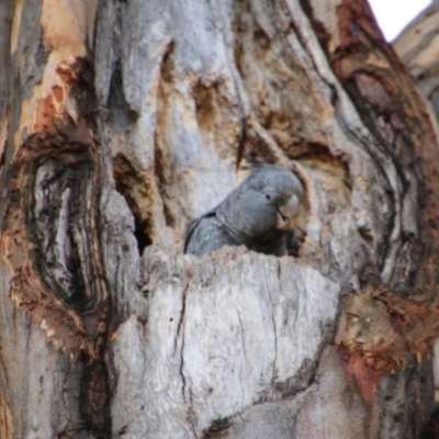 Callocephalon fimbriatum (Gang-gang Cockatoo) at Hughes Grassy Woodland - 29 Dec 2020 by LisaH