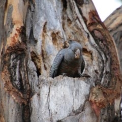 Callocephalon fimbriatum at Hughes, ACT - 29 Dec 2020