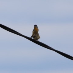 Pardalotus punctatus (Spotted Pardalote) at Hughes Grassy Woodland - 29 Dec 2020 by LisaH