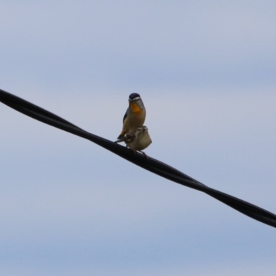 Pardalotus punctatus (Spotted Pardalote) at Hughes Grassy Woodland - 29 Dec 2020 by LisaH