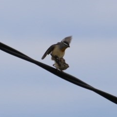 Pardalotus punctatus at Hughes, ACT - suppressed