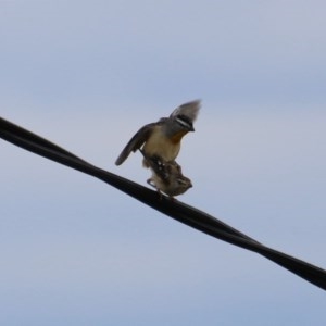 Pardalotus punctatus at Hughes, ACT - suppressed