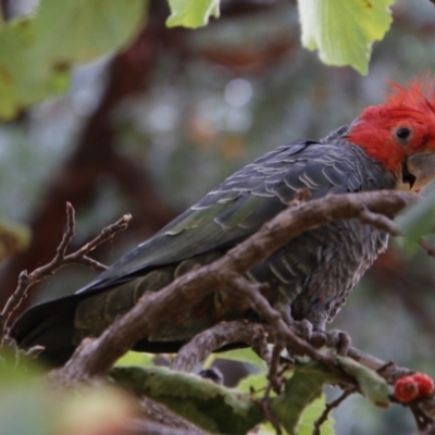 Callocephalon fimbriatum (Gang-gang Cockatoo) at Red Hill to Yarralumla Creek - 29 Dec 2020 by LisaH