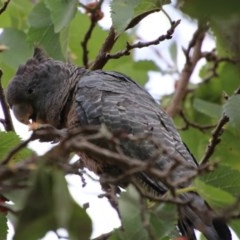 Callocephalon fimbriatum at Hughes, ACT - 29 Dec 2020