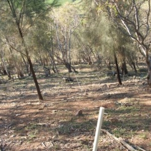 Stypandra glauca at Nangus, NSW - 24 Sep 2019