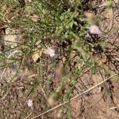 Vittadinia cuneata var. cuneata (Fuzzy New Holland Daisy) at Downer, ACT - 29 Dec 2020 by Jenny54