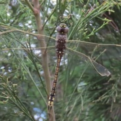 Anax papuensis (Australian Emperor) at Tuggeranong Hill - 29 Dec 2020 by Owen