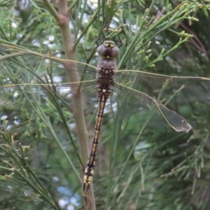 Anax papuensis at Theodore, ACT - 29 Dec 2020 02:33 PM