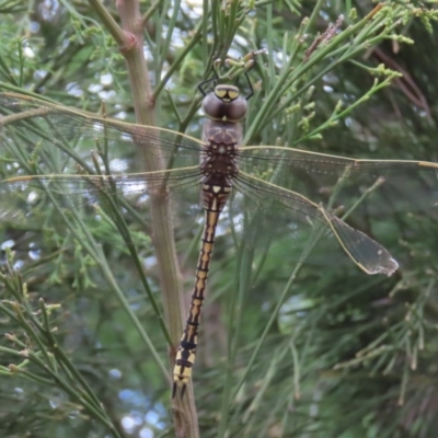 Anax papuensis (Australian Emperor) at Tuggeranong Hill - 29 Dec 2020 by Owen