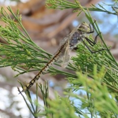 Anax papuensis at Theodore, ACT - 29 Dec 2020