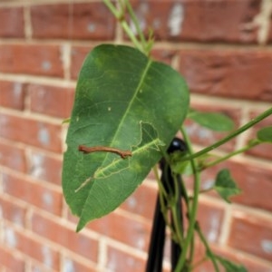 Geometridae (family) IMMATURE at Gungahlin, ACT - 29 Dec 2020