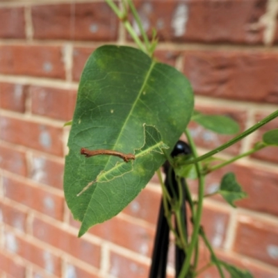 Geometridae (family) IMMATURE at Gungahlin, ACT - 29 Dec 2020 by TrishGungahlin