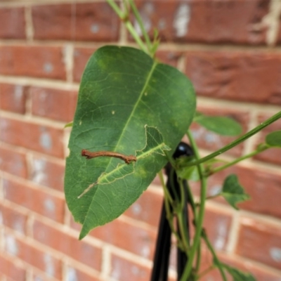 Geometridae (family) IMMATURE (Unidentified IMMATURE Geometer moths) at Gungahlin, ACT - 29 Dec 2020 by TrishGungahlin