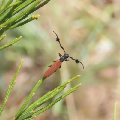 Tropis paradoxa (Longicorn beetle) at Tuggeranong Hill - 29 Dec 2020 by Owen