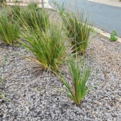 Dierama pendulum at Bonython, ACT - 29 Dec 2020