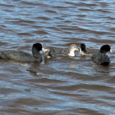 Fulica atra (Eurasian Coot) at Yerrabi Pond - 29 Dec 2020 by TrishGungahlin