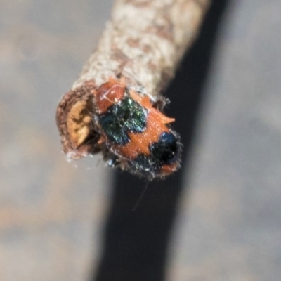 Dicranolaius bellulus (Red and Blue Pollen Beetle) at Higgins, ACT - 27 Dec 2020 by AlisonMilton