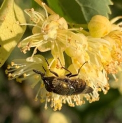 Stomorhina discolor (Snout fly) at Murrumbateman, NSW - 29 Dec 2020 by SimoneC