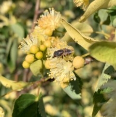 Stomorhina discolor at Murrumbateman, NSW - 29 Dec 2020