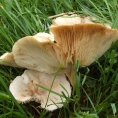 Unverified Fungus at Nangus, NSW - 26 Sep 2005 by abread111