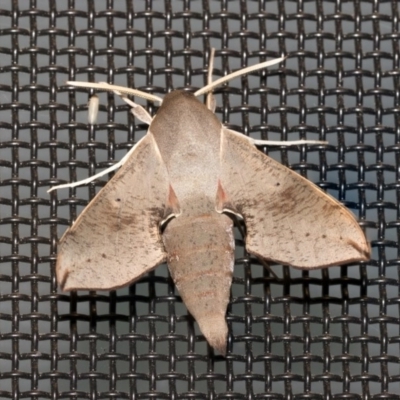 Hippotion scrofa (Coprosma Hawk Moth) at Higgins, ACT - 28 Dec 2020 by AlisonMilton