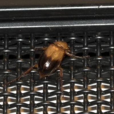 Phyllotocus macleayi (Nectar scarab) at Higgins, ACT - 27 Dec 2020 by AlisonMilton