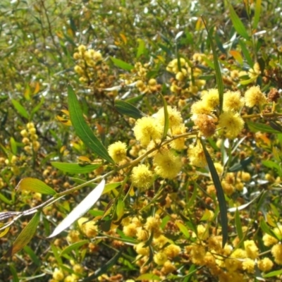 Acacia verniciflua (Varnish Wattle) at Nangus, NSW - 30 Sep 2005 by abread111