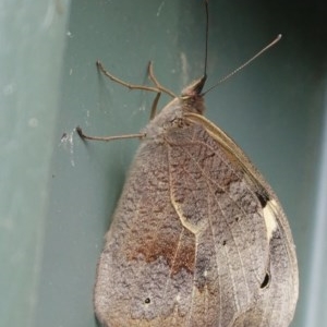 Heteronympha merope at Hughes, ACT - 29 Dec 2020