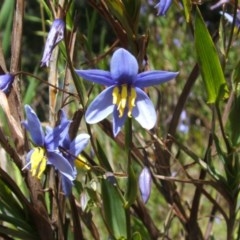 Stypandra glauca (Nodding Blue Lily) at Nangus, NSW - 30 Sep 2005 by abread111
