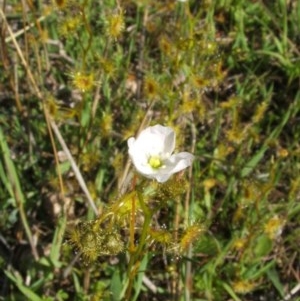 Drosera gunniana at Nangus, NSW - 30 Sep 2005