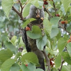 Callocephalon fimbriatum (Gang-gang Cockatoo) at Red Hill to Yarralumla Creek - 29 Dec 2020 by JackyF