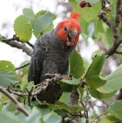 Callocephalon fimbriatum at Hughes, ACT - 29 Dec 2020