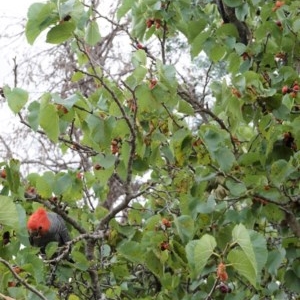 Callocephalon fimbriatum at Hughes, ACT - 29 Dec 2020