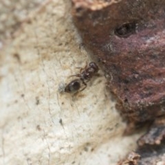 Pteromalidae (family) (Pteromalid wasp) at Higgins, ACT - 29 Dec 2020 by AlisonMilton