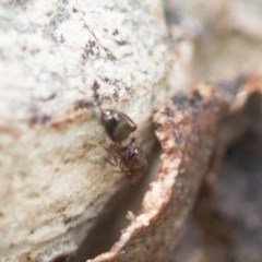 Pteromalidae (family) at Higgins, ACT - 29 Dec 2020