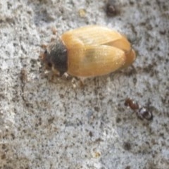 Pteromalidae (family) at Higgins, ACT - 29 Dec 2020 11:57 AM