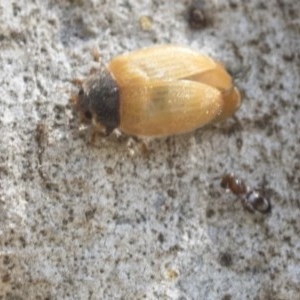 Pteromalidae (family) at Higgins, ACT - 29 Dec 2020