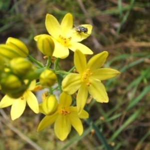 Bulbine glauca at Jones Creek, NSW - 24 Oct 2005