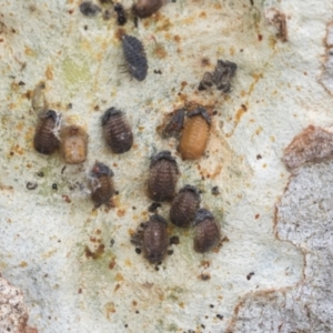 Coccinellidae (family) at Higgins, ACT - 29 Dec 2020
