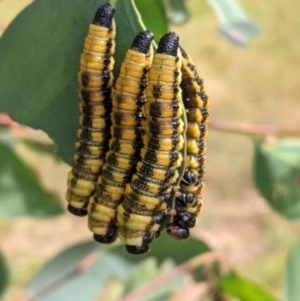 Pergidae sp. (family) at Deakin, ACT - 28 Dec 2020