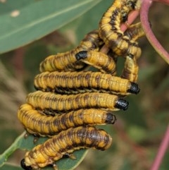 Pergidae sp. (family) (Unidentified Sawfly) at Hughes Grassy Woodland - 28 Dec 2020 by JackyF