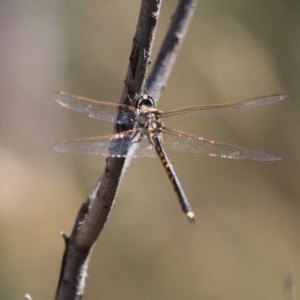 Hemicordulia tau at Downer, ACT - 28 Dec 2020