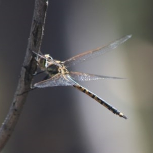 Hemicordulia tau at Downer, ACT - 28 Dec 2020