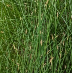 Eleocharis acuta (Common Spike-rush) at Hughes Grassy Woodland - 28 Dec 2020 by JackyF