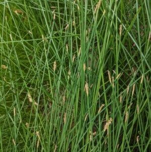 Eleocharis acuta at Hughes, ACT - 28 Dec 2020 11:39 AM